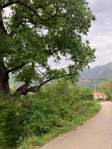 Prodaja zemljišta, 7000 m2 u Zupcima pored puta 50 e